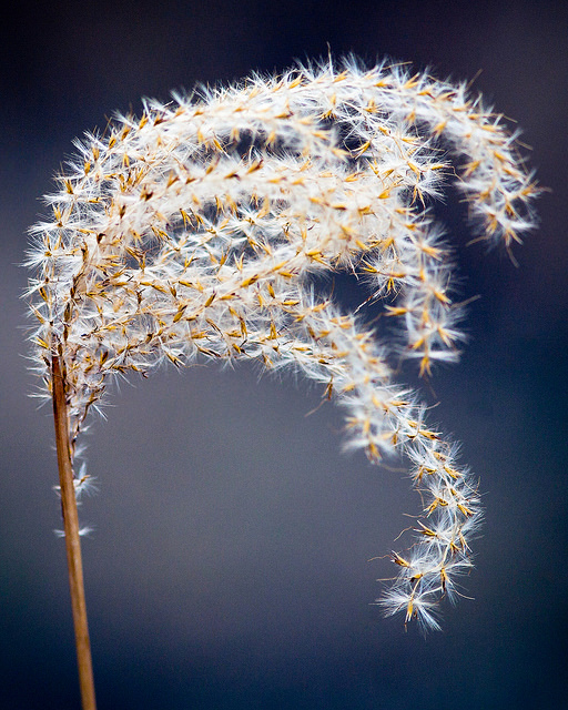 Herbe aux écouvillons