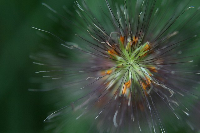 Herbe aux écouvillons