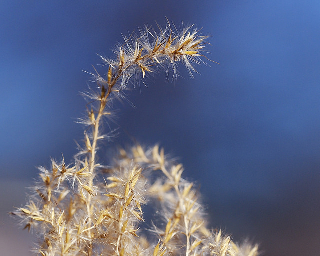Herbe aux écouvillons