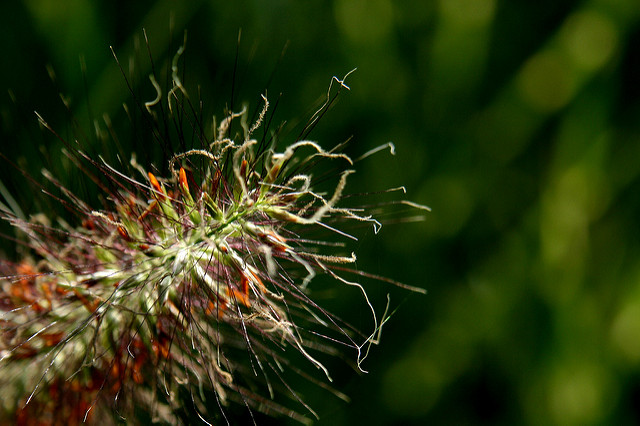 Herbe aux écouvillons