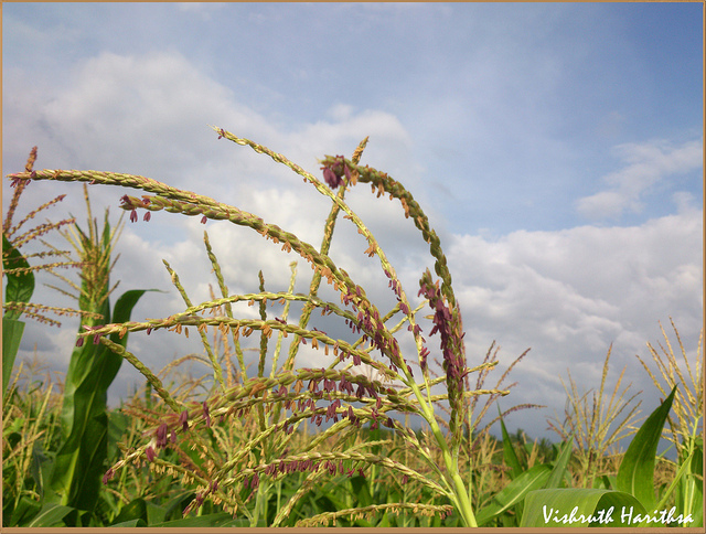 Mil à chandelle (Pennisetum glaucum)