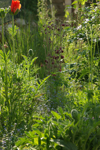 Herbe aux écouvillons macrourum (Pennisetum macrourum)