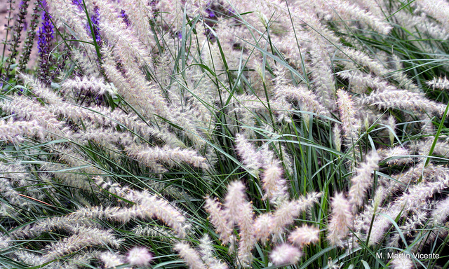 Herbe aux écouvillons orientale