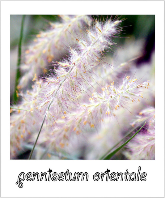 Herbe aux écouvillons orientale