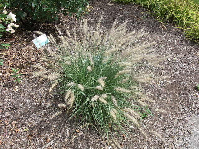 Herbe aux écouvillons orientale