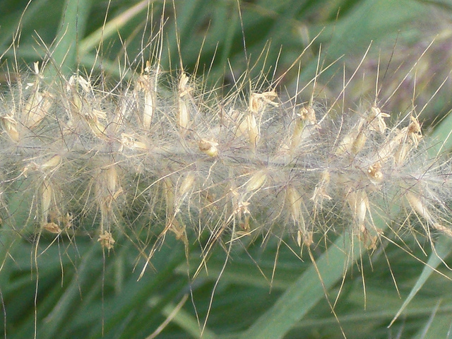 Herbe aux écouvillons orientale