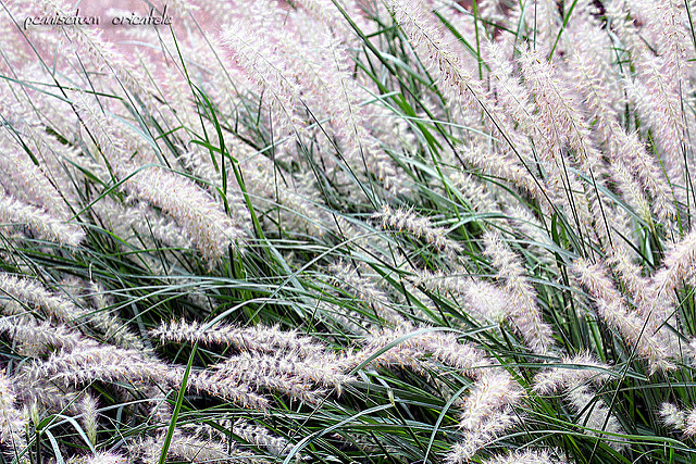 Herbe aux écouvillons orientale (Pennisetum orientale)