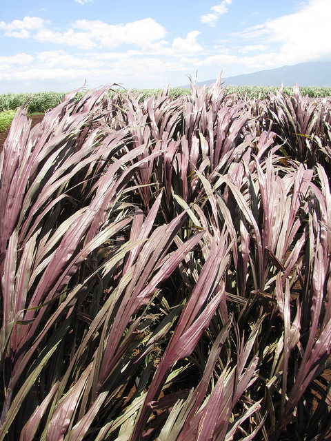 Pennisetum purpureum (Pennisetum purpureum)