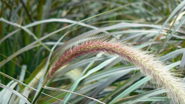 Pennisetum purpureum