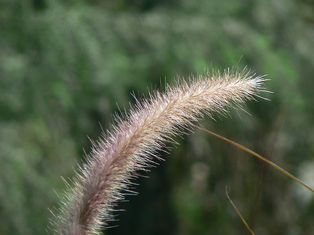 Pennisetum purpureum