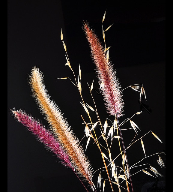 Pennisetum purpureum