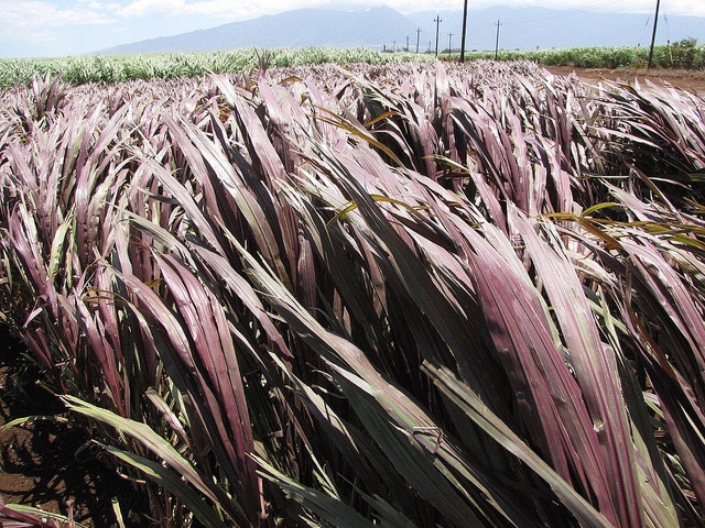 Pennisetum purpureum