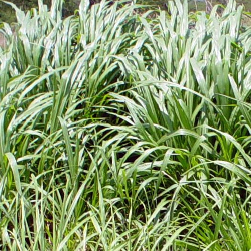 Pennisetum purpureum