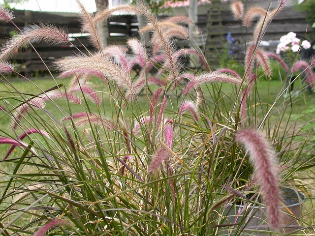 Graminée pourpre