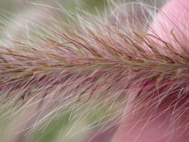 Graminée pourpre