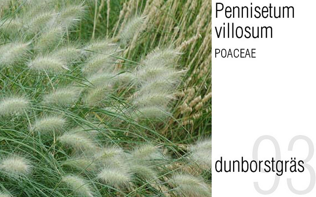 Pennisetum hérissé