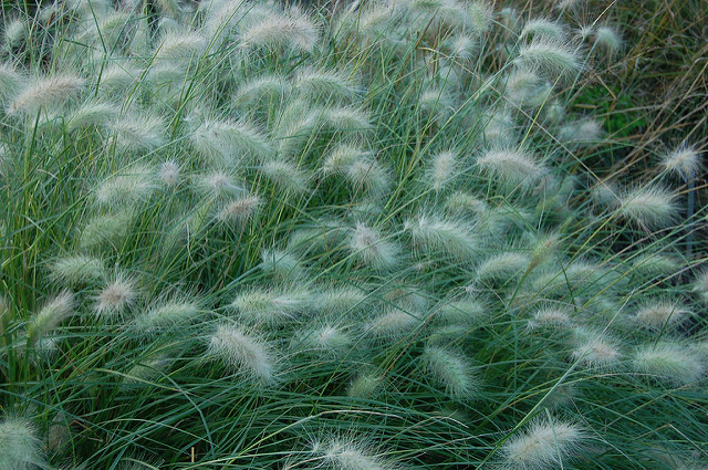Pennisetum hérissé