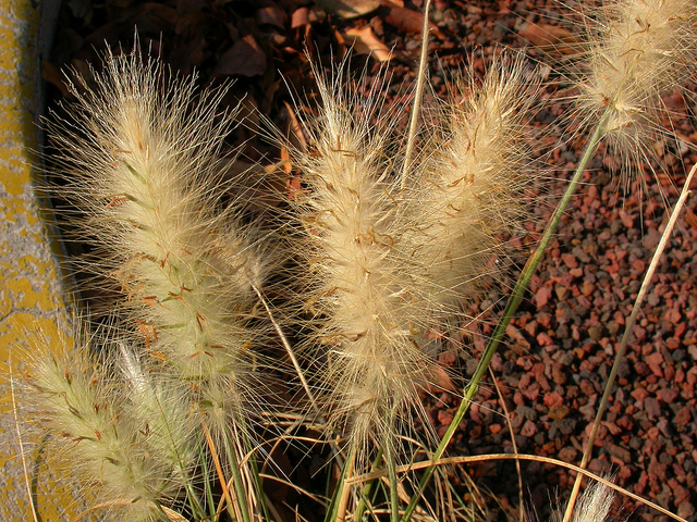 Pennisetum hérissé