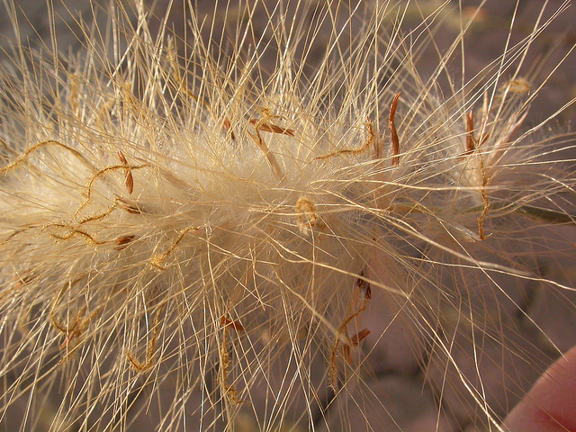 Pennisetum hérissé