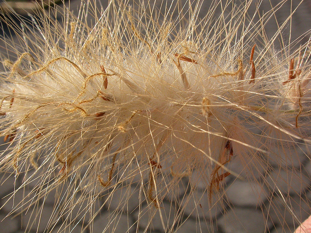 Pennisetum hérissé