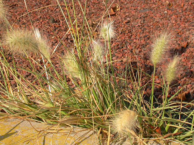 Pennisetum hérissé (Pennisetum villosum)