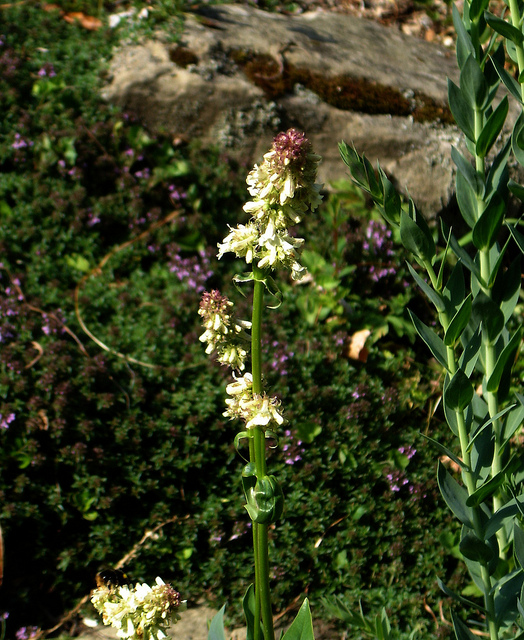 Galane confertus (Penstemon confertus)
