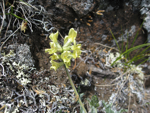 Galane confertus