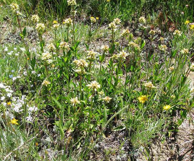 Galane confertus
