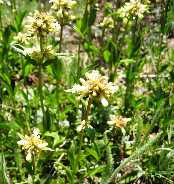 Galane confertus
