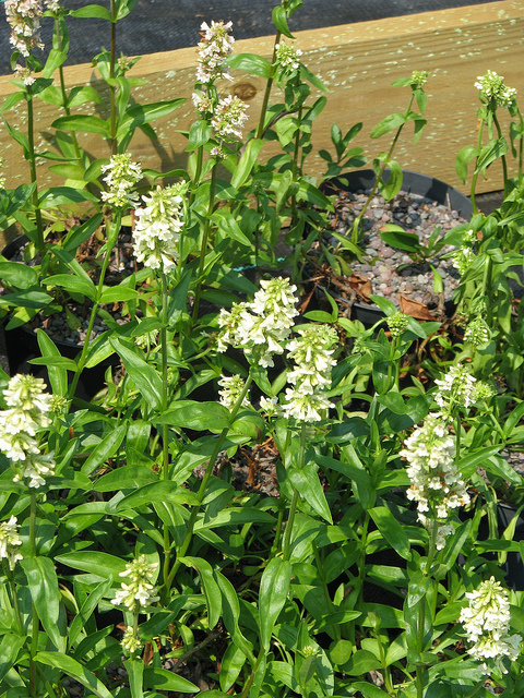 Galane confertus