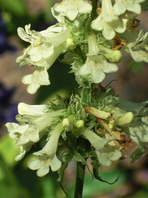 Galane confertus
