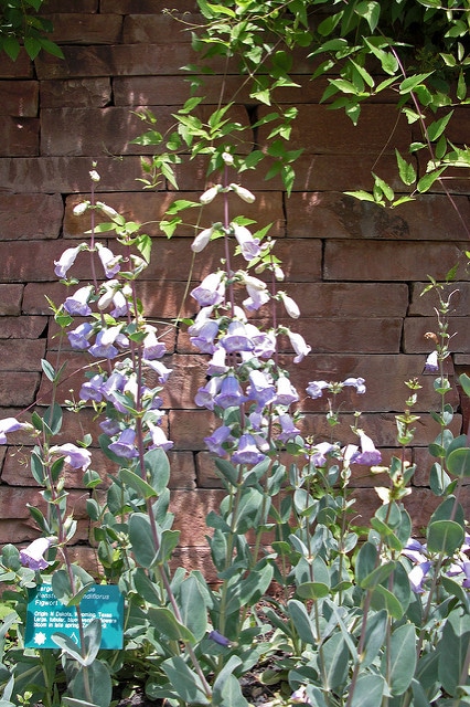 Penstemon grandiflorus