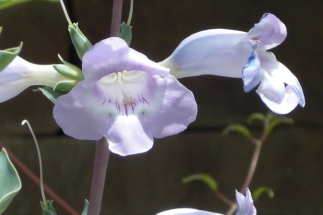 Penstemon grandiflorus