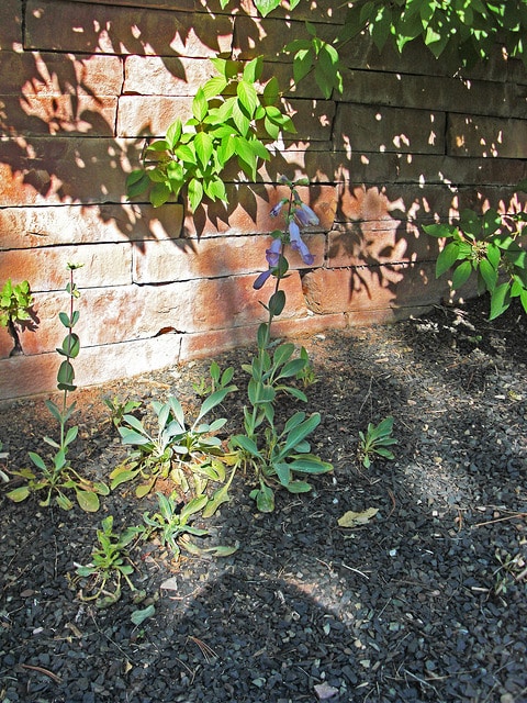 Penstemon grandiflorus