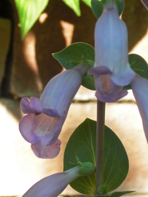 Penstemon grandiflorus