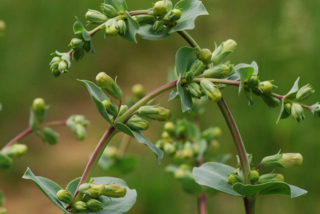 Penstemon grandiflorus