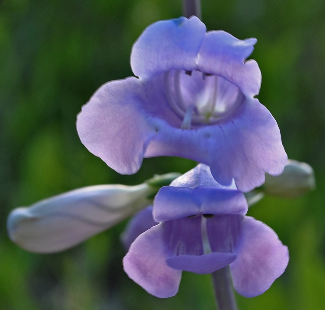Penstemon grandiflorus (Penstemon grandiflorus)