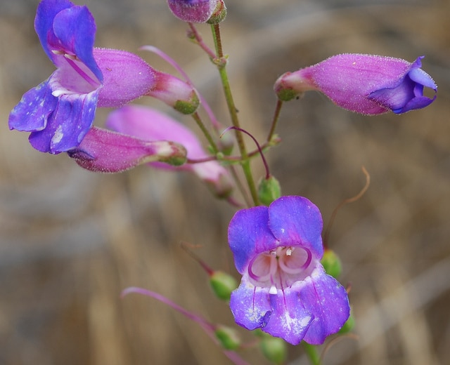 Penstémon (Penstemon heterophyllus)
