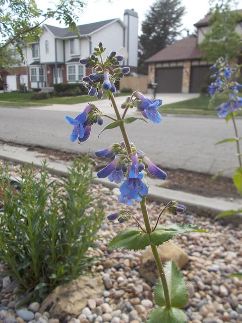 Penstemon ovatus (Penstemon ovatus)