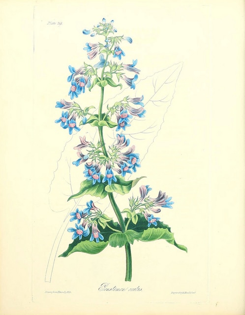 Penstemon ovatus
