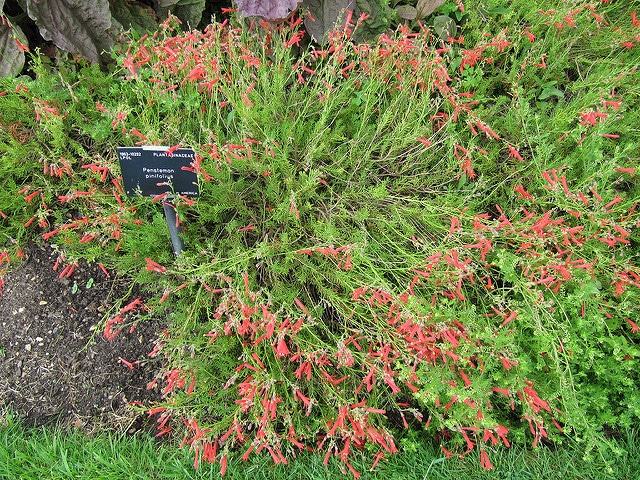 Galane à feuilles de pin (Penstemon pinifolius)
