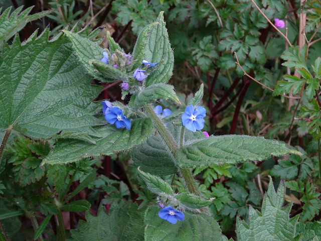Buglosse toujours verte
