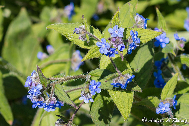 Buglosse toujours verte