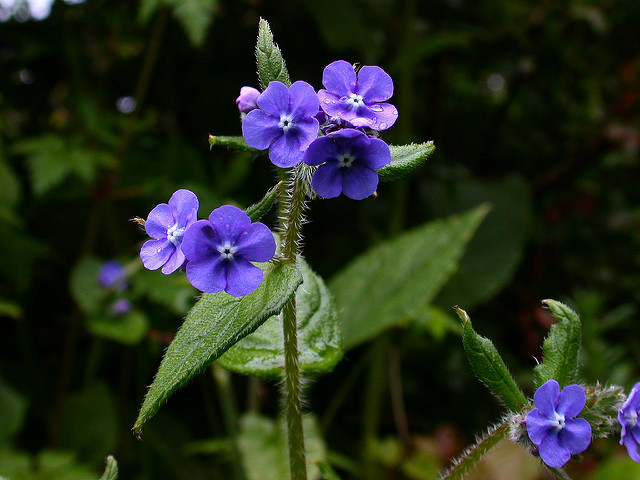 Buglosse toujours verte