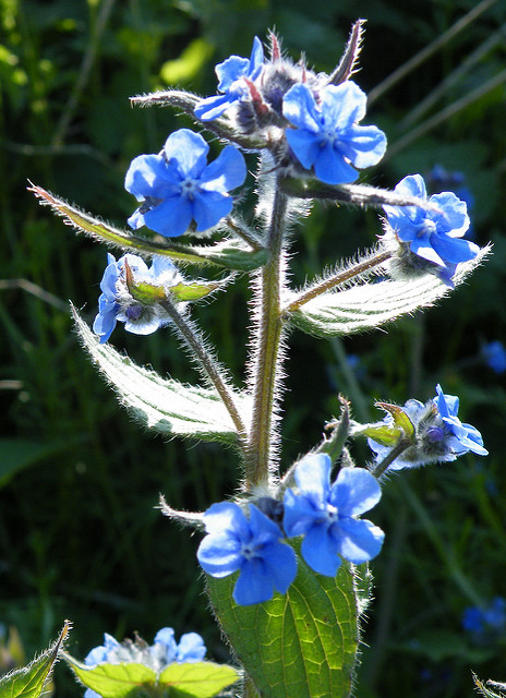 Buglosse toujours verte