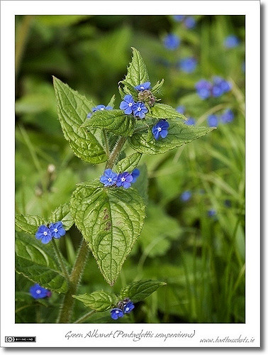 Buglosse toujours verte