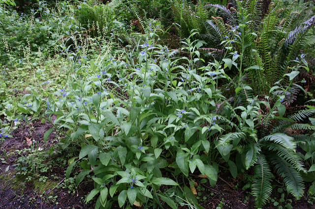 Buglosse toujours verte (Pentaglottis sempervirens)