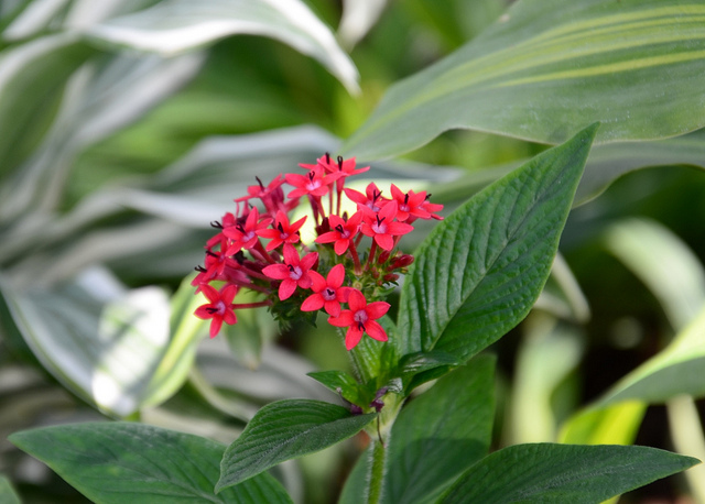 Pentas (Pentas lanceolata)