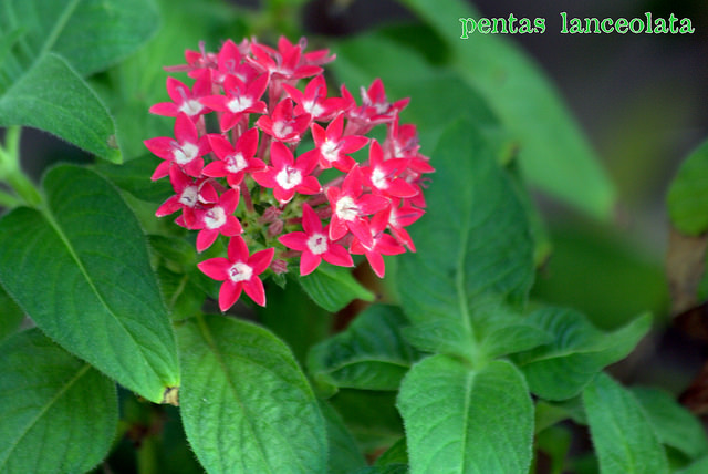 Pentas