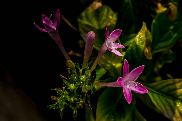 Pentas